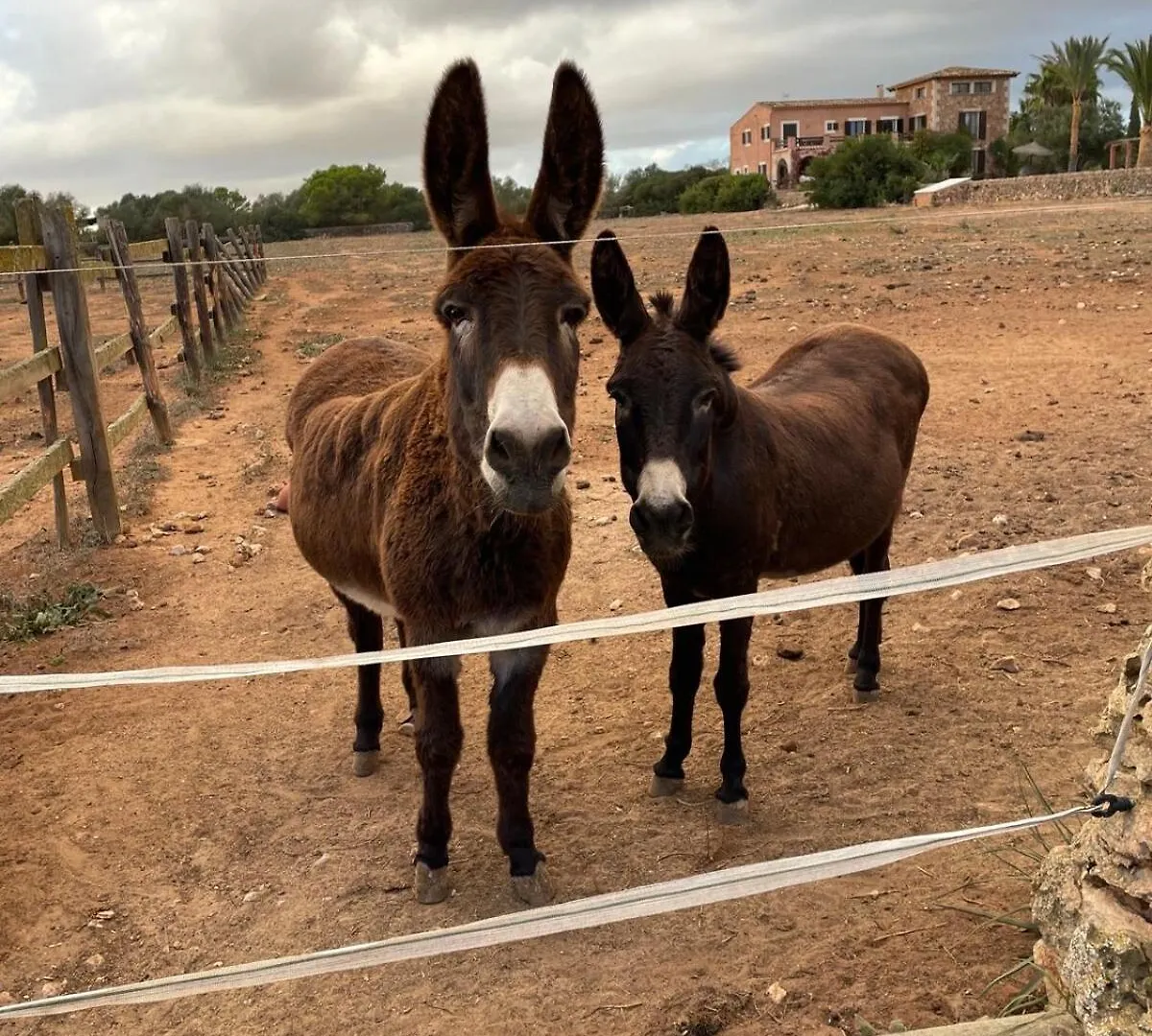 Finca Son Yador Campos  Spanien